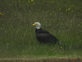 Filename=DSCN0097.JPG
Filesize=6370KiB
Dimensions=4608x3456
Date added=Jun 25, 2022 DSCN0097.JPG