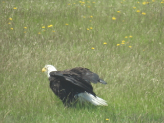 Filename=DSCN0098.JPG
Filesize=7235KiB
Dimensions=4608x3456
Date added=Jun 25, 2022 DSCN0098.JPG