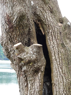 Filename=DSCN0101.JPG
Filesize=6506KiB
Dimensions=3456x4608
Date added=Jun 25, 2022 DSCN0101.JPG