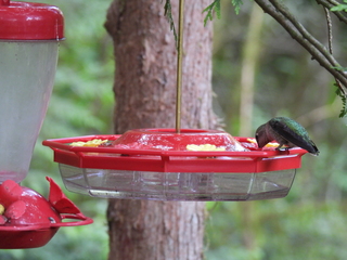 Filename=DSCN0141.JPG
Filesize=7258KiB
Dimensions=4608x3456
Date added=Jun 25, 2022 DSCN0141.JPG