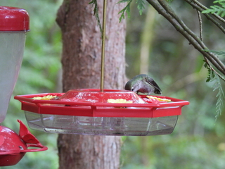 Filename=DSCN0142.JPG
Filesize=7363KiB
Dimensions=4608x3456
Date added=Jun 25, 2022 DSCN0142.JPG