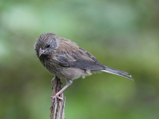 Filename=DSCN0144.JPG
Filesize=7274KiB
Dimensions=4608x3456
Date added=Jun 25, 2022 DSCN0144.JPG