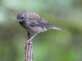 Filename=DSCN0145.JPG
Filesize=7356KiB
Dimensions=4608x3456
Date added=Jun 25, 2022 DSCN0145.JPG