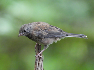 Filename=DSCN0146.JPG
Filesize=7438KiB
Dimensions=4608x3456
Date added=Jun 25, 2022 DSCN0146.JPG