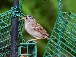 Filename=DSCN0150.JPG
Filesize=7348KiB
Dimensions=4608x3456
Date added=Jun 25, 2022 DSCN0150.JPG