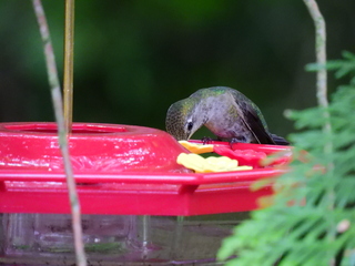 Filename=DSCN0159.JPG
Filesize=6576KiB
Dimensions=4608x3456
Date added=Jun 25, 2022 DSCN0159.JPG