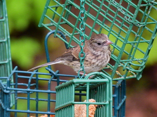 Filename=DSCN0164.JPG
Filesize=7612KiB
Dimensions=4608x3456
Date added=Jun 25, 2022 DSCN0164.JPG