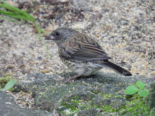 Filename=DSCN0199.JPG
Filesize=7320KiB
Dimensions=4608x3456
Date added=Jun 25, 2022 DSCN0199.JPG