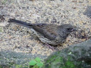 Filename=DSCN0214.JPG
Filesize=7121KiB
Dimensions=4608x3456
Date added=Jun 25, 2022 DSCN0214.JPG