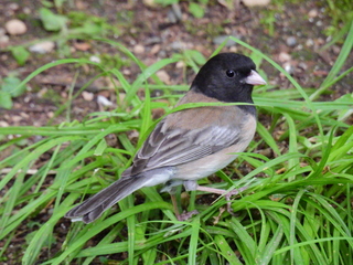 Filename=DSCN0241.JPG
Filesize=7455KiB
Dimensions=4608x3456
Date added=Jun 25, 2022 DSCN0241.JPG