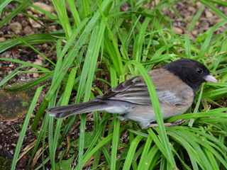 Filename=DSCN0267.JPG
Filesize=7106KiB
Dimensions=4608x3456
Date added=Jun 25, 2022 DSCN0267.JPG