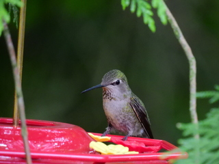 Filename=DSCN0277.JPG
Filesize=6383KiB
Dimensions=4608x3456
Date added=Jun 25, 2022 DSCN0277.JPG