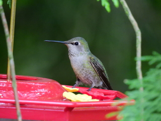 Filename=DSCN0284.JPG
Filesize=6602KiB
Dimensions=4608x3456
Date added=Jun 25, 2022 DSCN0284.JPG