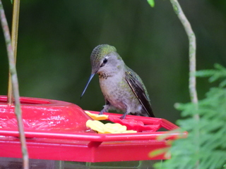 Filename=DSCN0291.JPG
Filesize=6700KiB
Dimensions=4608x3456
Date added=Jun 25, 2022 DSCN0291.JPG