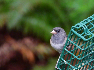 Filename=DSCN0338.JPG
Filesize=6950KiB
Dimensions=4608x3456
Date added=Jun 25, 2022 DSCN0338.JPG