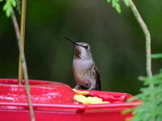 Filename=DSCN0379.JPG
Filesize=6594KiB
Dimensions=4608x3456
Date added=Jun 25, 2022 DSCN0379.JPG