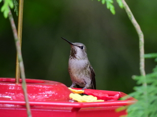 Filename=DSCN0380.JPG
Filesize=6614KiB
Dimensions=4608x3456
Date added=Jun 25, 2022 DSCN0380.JPG