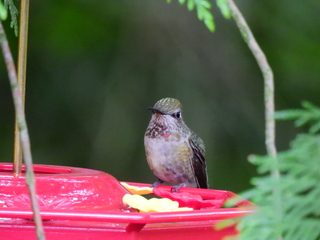 Filename=DSCN0391.JPG
Filesize=6936KiB
Dimensions=4608x3456
Date added=Jun 25, 2022 DSCN0391.JPG