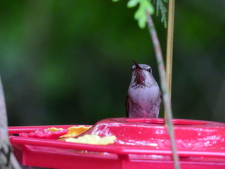 Filename=DSCN0415.JPG
Filesize=6817KiB
Dimensions=4608x3456
Date added=Jun 25, 2022 DSCN0415.JPG