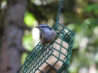 Filename=DSCN0504.JPG
Filesize=7158KiB
Dimensions=4608x3456
Date added=Jun 25, 2022 DSCN0504.JPG