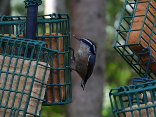 Filename=DSCN0535.JPG
Filesize=7190KiB
Dimensions=4608x3456
Date added=Jun 25, 2022 DSCN0535.JPG