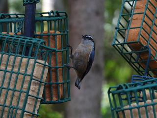 Filename=DSCN0540.JPG
Filesize=7215KiB
Dimensions=4608x3456
Date added=Jun 25, 2022 DSCN0540.JPG