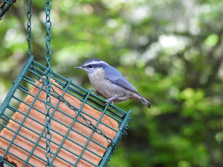 Filename=DSCN0565.JPG
Filesize=7120KiB
Dimensions=4608x3456
Date added=Jun 25, 2022 DSCN0565.JPG