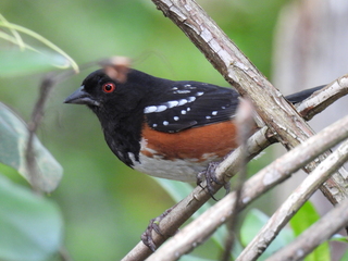 Filename=DSCN0584.JPG
Filesize=7589KiB
Dimensions=4608x3456
Date added=Jun 25, 2022 DSCN0584.JPG