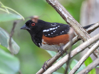 Filename=DSCN0587.JPG
Filesize=7530KiB
Dimensions=4608x3456
Date added=Jun 25, 2022 DSCN0587.JPG