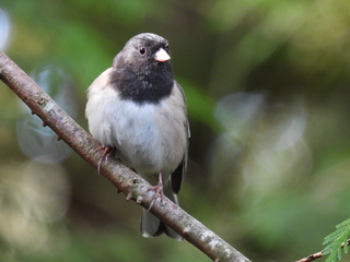 Filename=DSCN0659.JPG
Filesize=7063KiB
Dimensions=4608x3456
Date added=Jun 25, 2022 DSCN0659.JPG