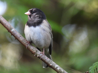 Filename=DSCN0663.JPG
Filesize=7018KiB
Dimensions=4608x3456
Date added=Jun 25, 2022 DSCN0663.JPG