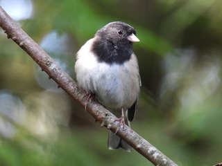 Filename=DSCN0670.JPG
Filesize=7085KiB
Dimensions=4608x3456
Date added=Jun 25, 2022 DSCN0670.JPG