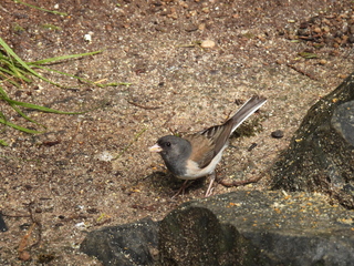 Filename=DSCN0691.JPG
Filesize=7514KiB
Dimensions=4608x3456
Date added=Jun 25, 2022 DSCN0691.JPG