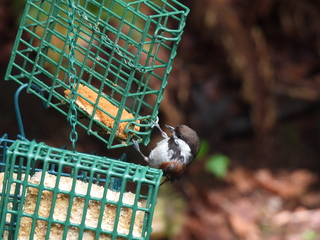 Filename=DSCN0693.JPG
Filesize=6257KiB
Dimensions=4608x3456
Date added=Jun 25, 2022 DSCN0693.JPG