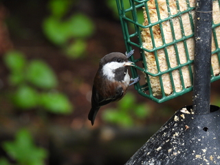 Filename=DSCN0701.JPG
Filesize=7476KiB
Dimensions=4608x3456
Date added=Jun 25, 2022 DSCN0701.JPG