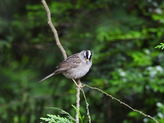 Filename=DSCN0708.JPG
Filesize=7233KiB
Dimensions=4608x3456
Date added=Jun 25, 2022 DSCN0708.JPG