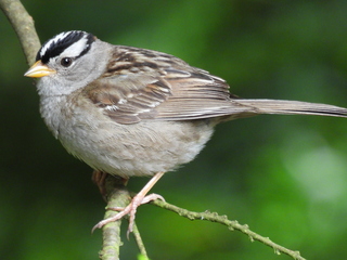 Filename=DSCN0719.JPG
Filesize=6269KiB
Dimensions=4608x3456
Date added=Jun 25, 2022 DSCN0719.JPG