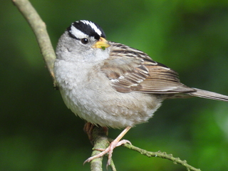 Filename=DSCN0724.JPG
Filesize=7557KiB
Dimensions=4608x3456
Date added=Jun 25, 2022 DSCN0724.JPG