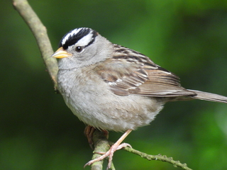 Filename=DSCN0727.JPG
Filesize=7406KiB
Dimensions=4608x3456
Date added=Jun 25, 2022 DSCN0727.JPG