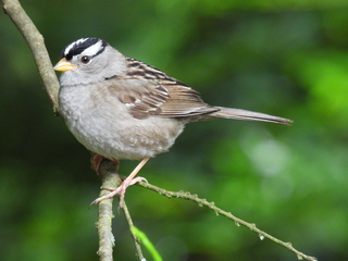 Filename=DSCN0728.JPG
Filesize=7224KiB
Dimensions=4608x3456
Date added=Jun 25, 2022 DSCN0728.JPG