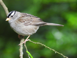 Filename=DSCN0731.JPG
Filesize=7271KiB
Dimensions=4608x3456
Date added=Jun 25, 2022 DSCN0731.JPG