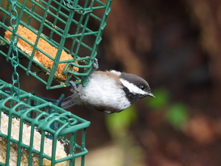 Filename=DSCN0737.JPG
Filesize=6224KiB
Dimensions=4608x3456
Date added=Jun 25, 2022 DSCN0737.JPG