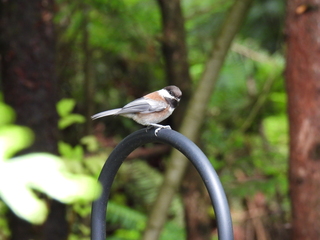 Filename=DSCN0753.JPG
Filesize=6404KiB
Dimensions=4608x3456
Date added=Jun 25, 2022 DSCN0753.JPG