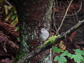 Filename=DSCN0759.JPG
Filesize=6425KiB
Dimensions=4608x3456
Date added=Jun 25, 2022 DSCN0759.JPG