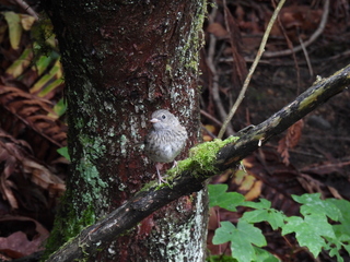 Filename=DSCN0763.JPG
Filesize=6318KiB
Dimensions=4608x3456
Date added=Jun 25, 2022 DSCN0763.JPG