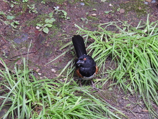 Filename=DSCN0780.JPG
Filesize=7479KiB
Dimensions=4608x3456
Date added=Jun 25, 2022 DSCN0780.JPG