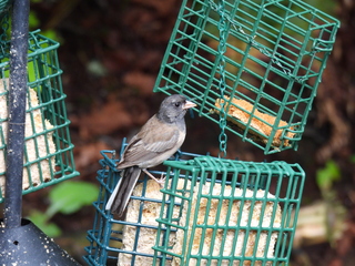 Filename=DSCN0809.JPG
Filesize=7031KiB
Dimensions=4608x3456
Date added=Jun 25, 2022 DSCN0809.JPG