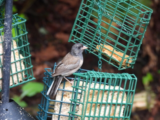 Filename=DSCN0810.JPG
Filesize=7030KiB
Dimensions=4608x3456
Date added=Jun 25, 2022 DSCN0810.JPG