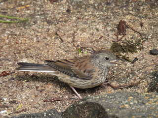 Filename=DSCN0835.JPG
Filesize=7000KiB
Dimensions=4608x3456
Date added=Jun 25, 2022 DSCN0835.JPG