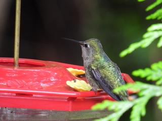 Filename=DSCN0863.JPG
Filesize=6201KiB
Dimensions=4608x3456
Date added=Jun 25, 2022 DSCN0863.JPG